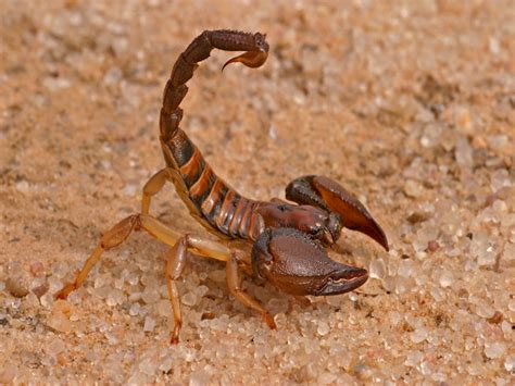 Scorpion L.